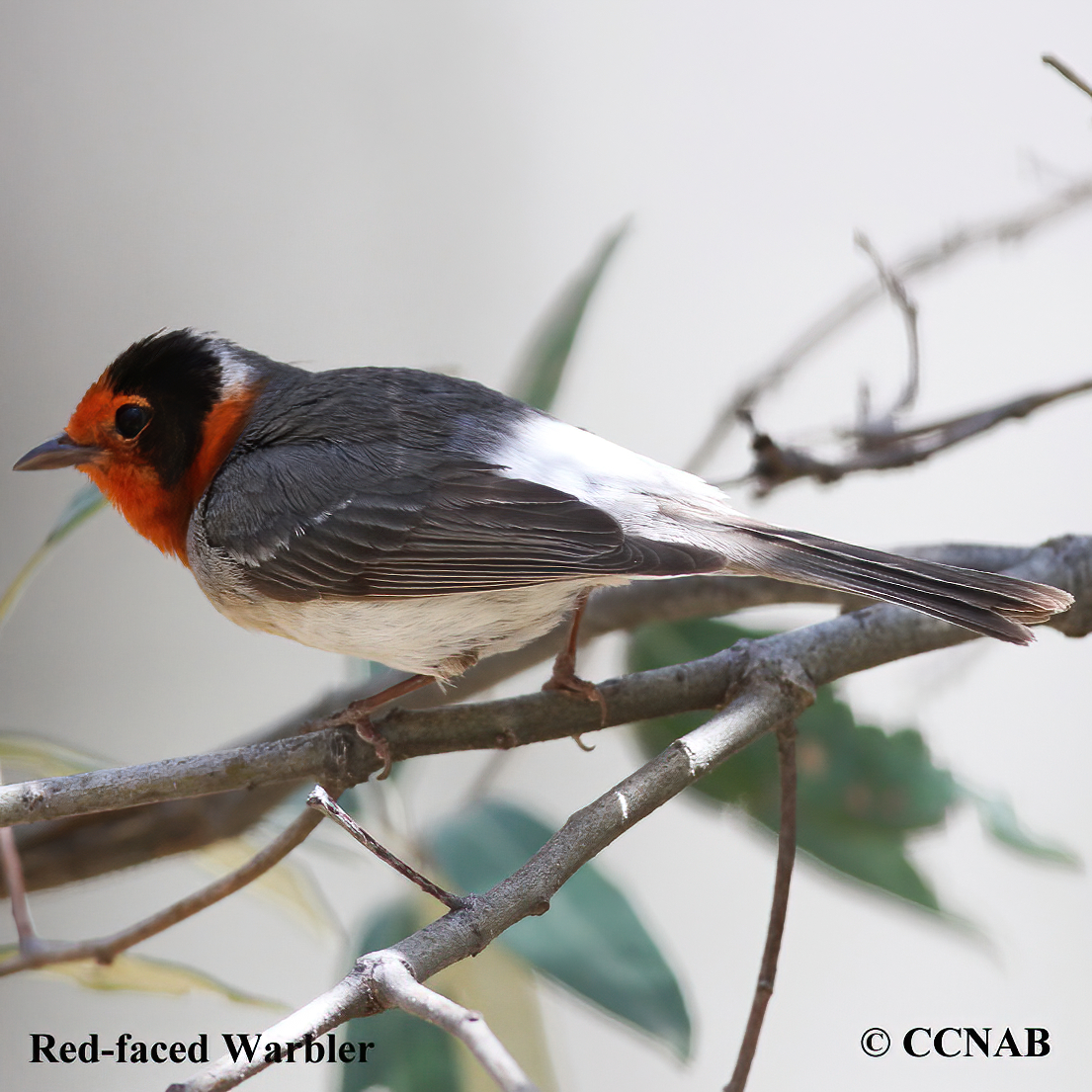 Red-faced Warbler