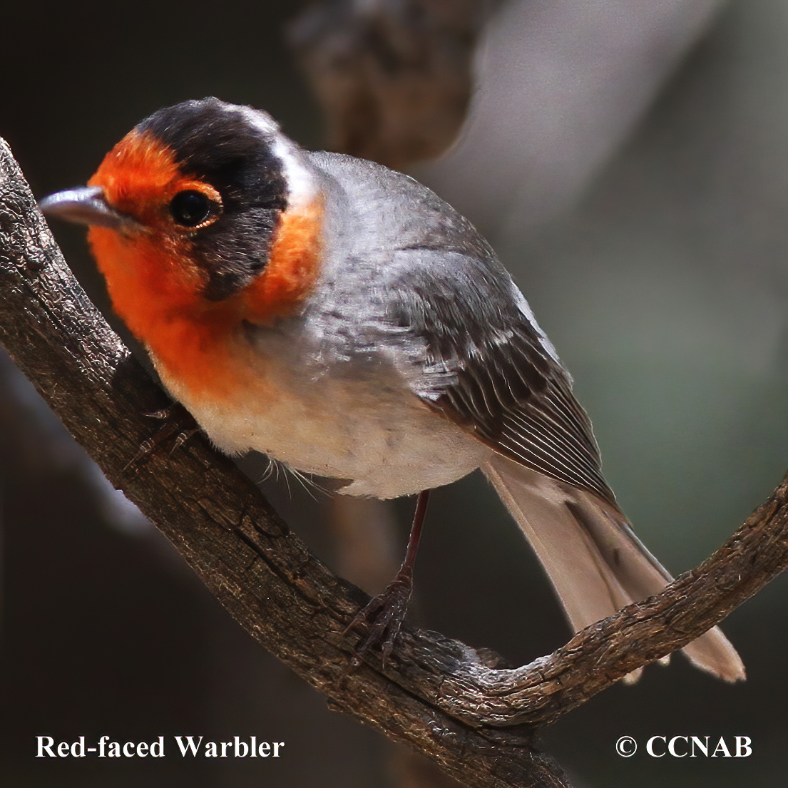Red-faced Warbler