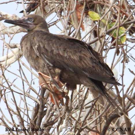 Birds of North America