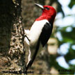 Red-headed Woodpecker range map