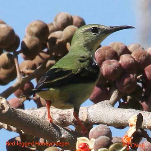 Red-legged Honeycreeper