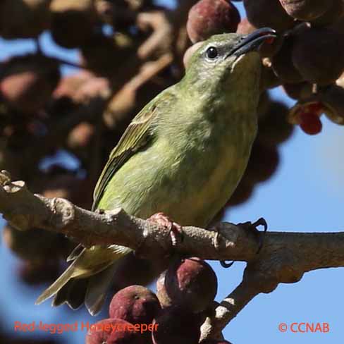 Red-legged Honeycreeper