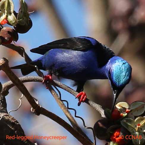 Red-legged Honeycreeper