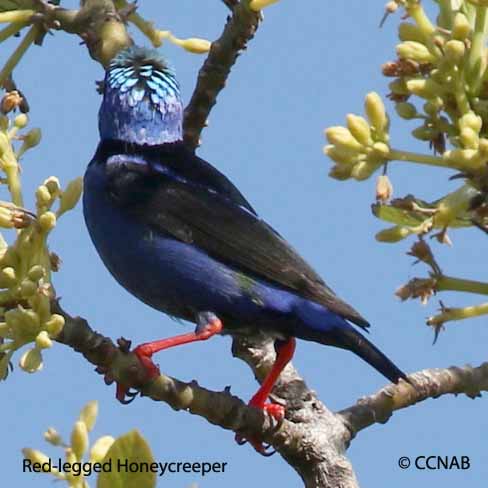 Red-legged Honeycreeper