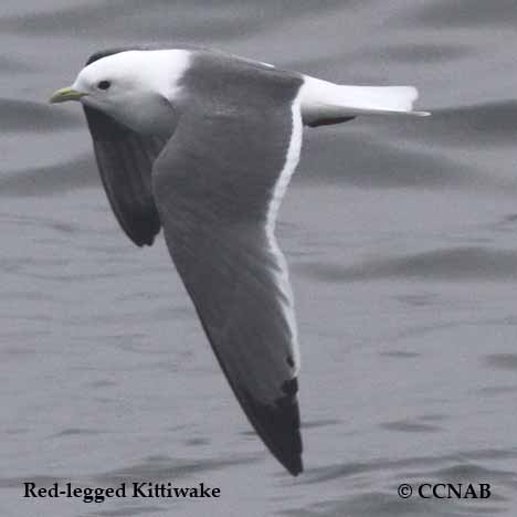 Red-legged Kittiwake