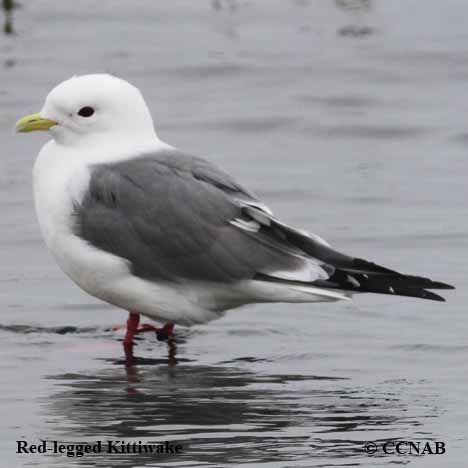 Red-legged Kittiwake
