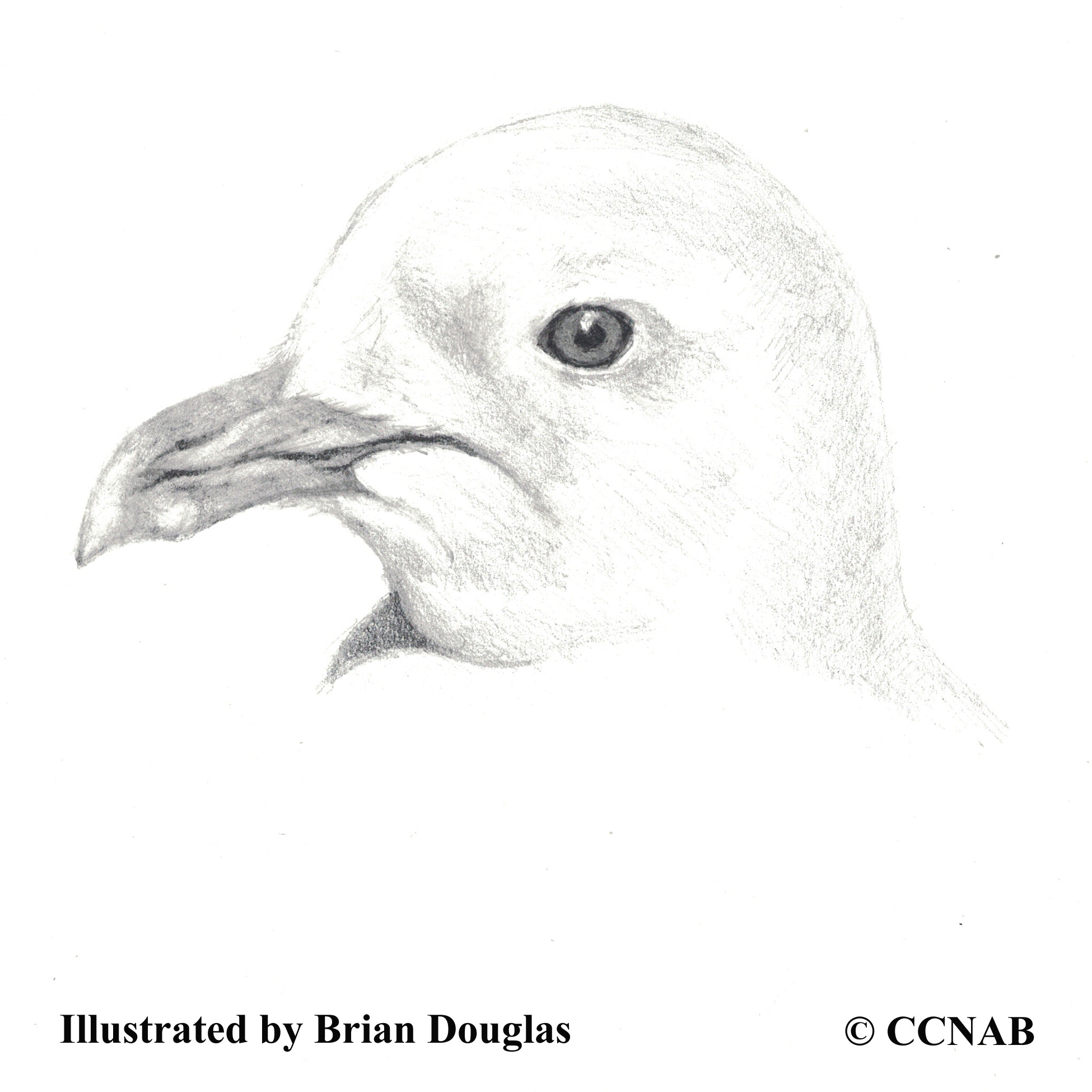 kittiwakes