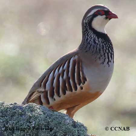 Red-legged Partridge