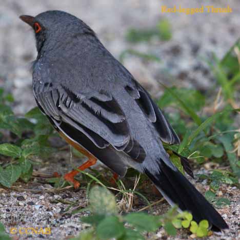 Birds of North America