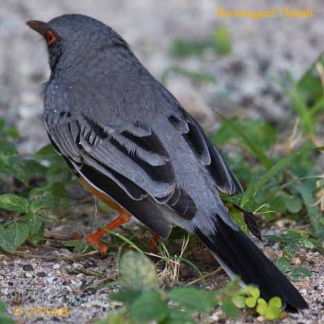 Red-legged Thrush