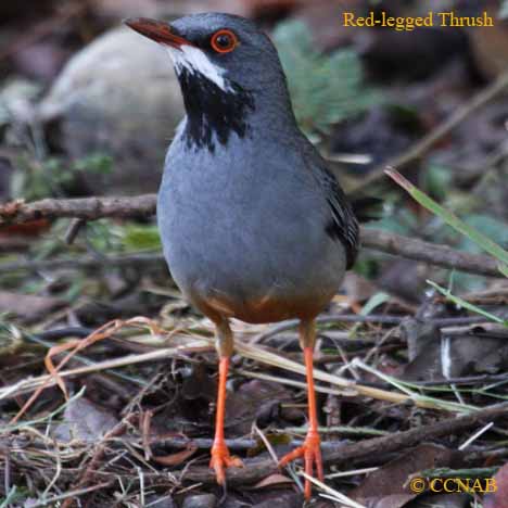 Red-legged Thrush