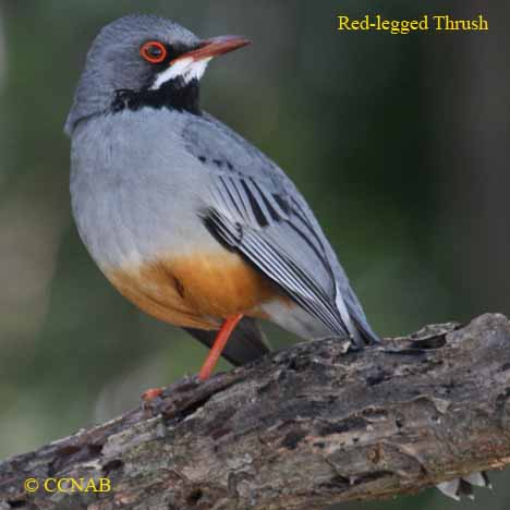 Red-legged Thrush