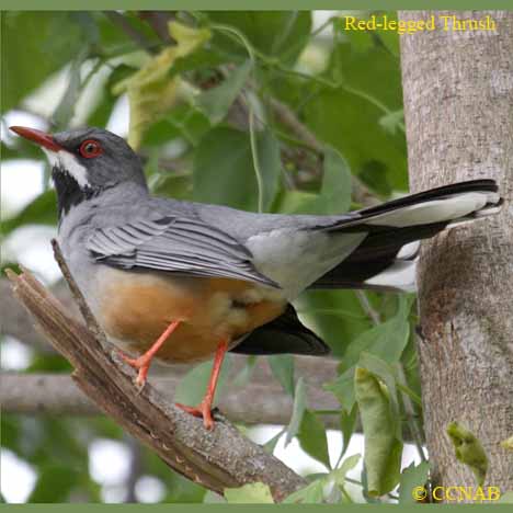 Red-legged Thrush