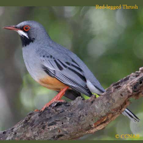 Red-legged Thrush