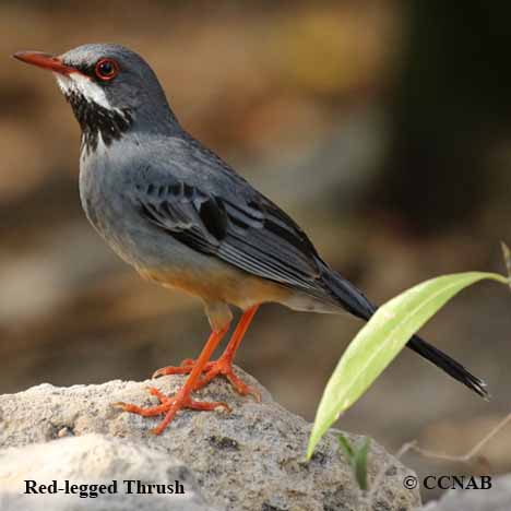 Birds of North America