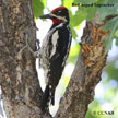 Red-naped Sapsucker