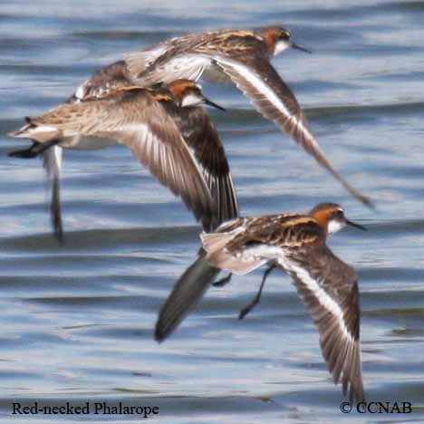 Red-necked Phalarope