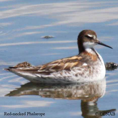 Red-necked Phalarope