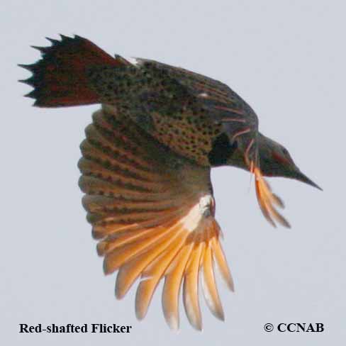 Red-shafted Flicker