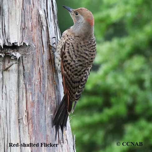 Red-shafted Flicker