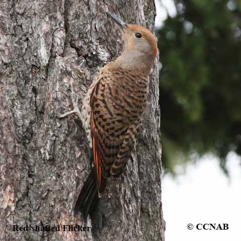 Red-shafted Flicker