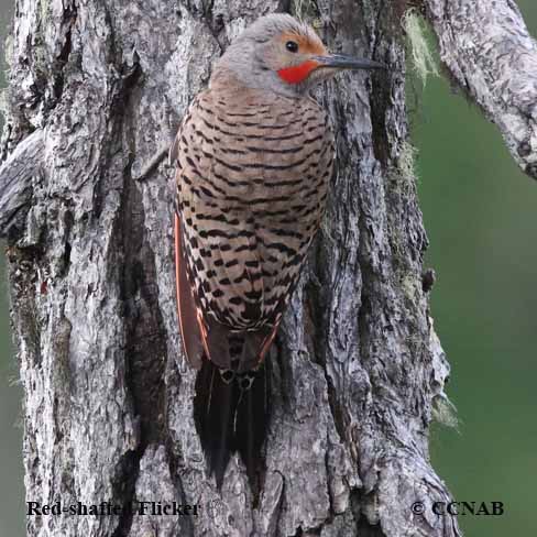 Red-shafted Flicker