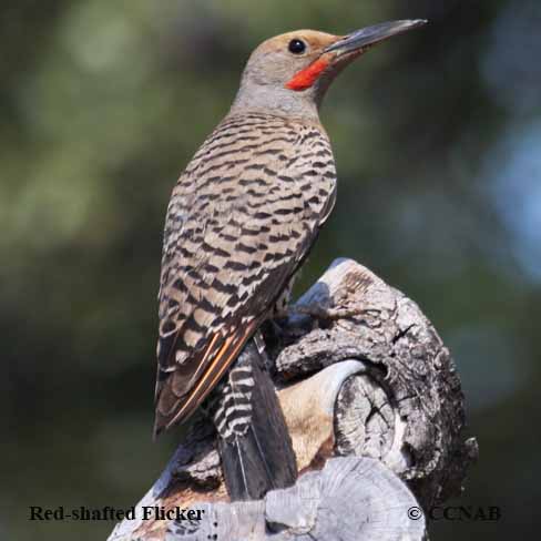 Red-shafted Flicker