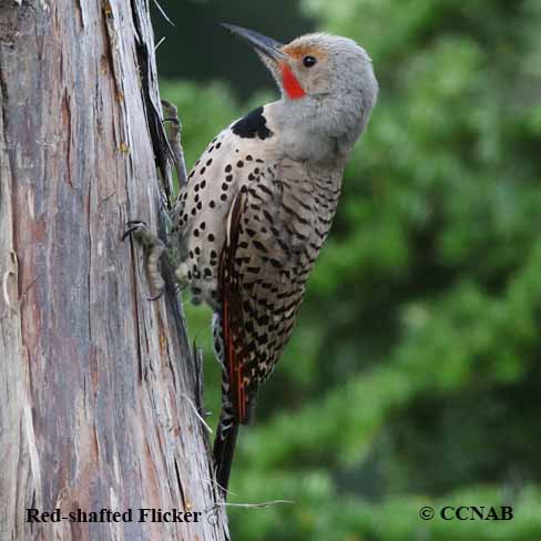 Birds of North America