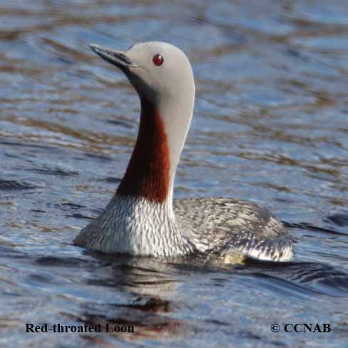 Red-throated Loon