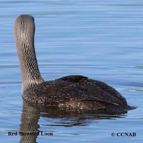 Red-throated Loon