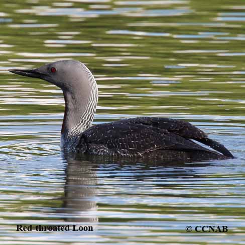 Red-throated Loon