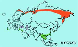 Red-throated Pipit range map