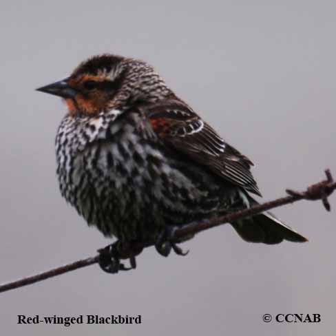 Red-winged Blackbird