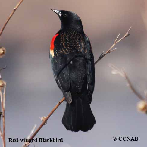 Red-winged Blackbird