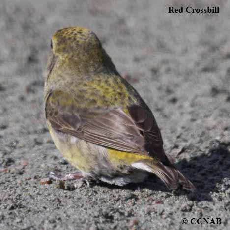 Red Crossbill