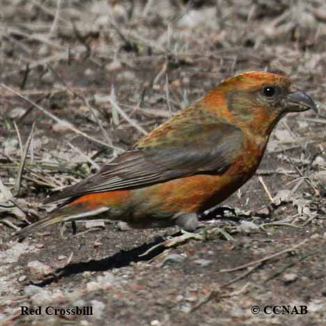 Birds of North America