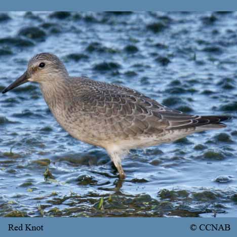 Red Knot