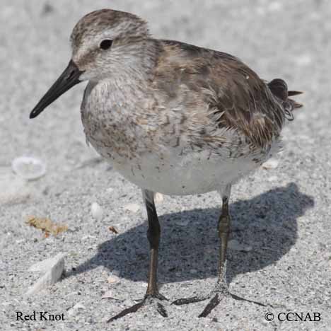 Red Knot