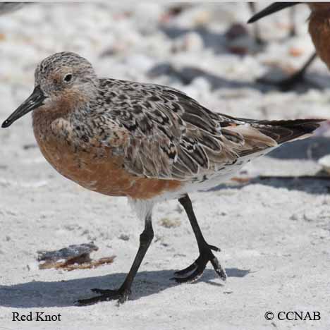 Red Knot