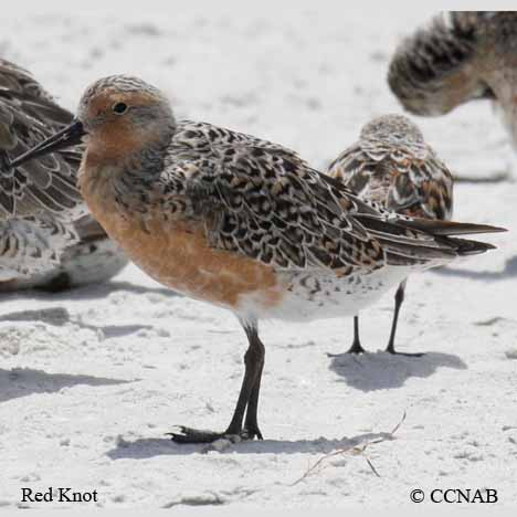 Birds of North America