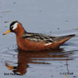 Red Phalarope range map