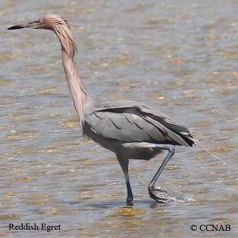 Birds of North America
