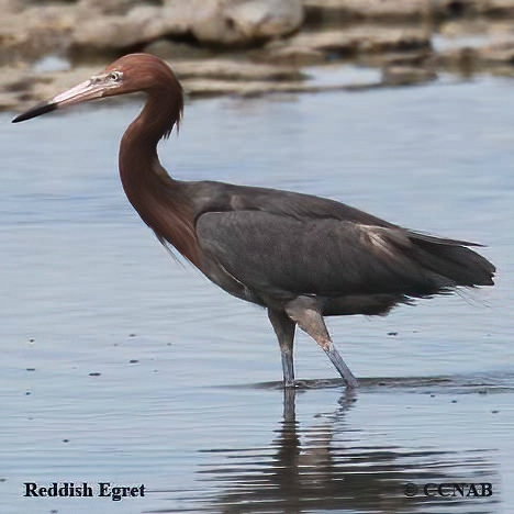Birds of North America