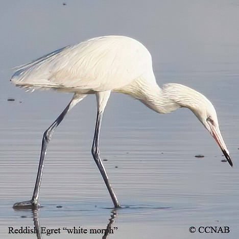 Birds of North America