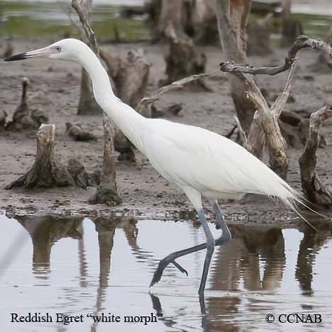 Birds of North America