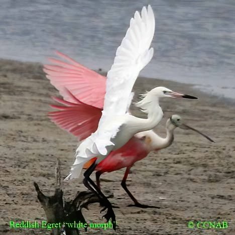 Birds of North America