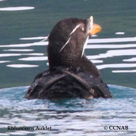 Rhinoceros Auklet