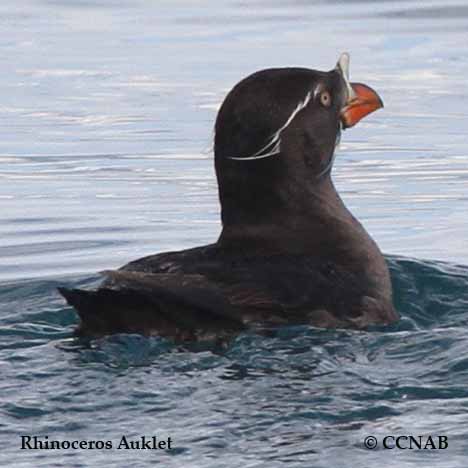 Rhinoceros Auklet