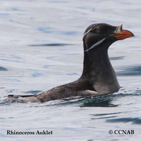 Rhinoceros Auklet