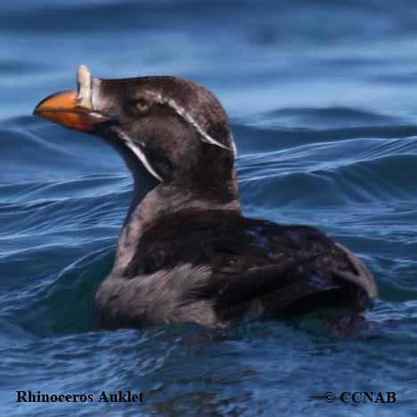 Rhinoceros Auklet